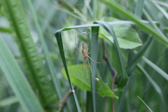 Tetragnatha