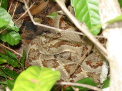 Crotalus tzabcan