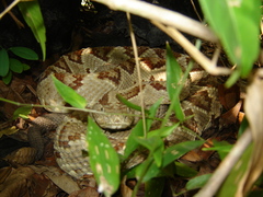 Crotalus tzabcan
