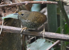 Pnoepyga pusilla