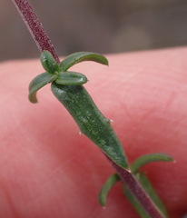 Wahlenbergia nodosa