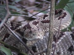 Crotalus tzabcan