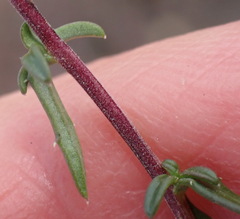 Wahlenbergia nodosa