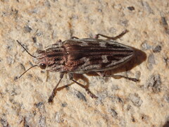 Chalcophora mariana massiliensis