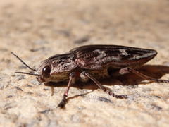 Chalcophora mariana massiliensis