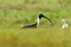 Threskiornis spinicollis