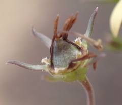 Wahlenbergia nodosa
