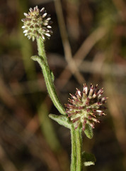 Pterocaulon ciliosum