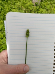 Carex cephalophora