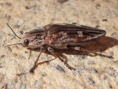 Chalcophora mariana massiliensis