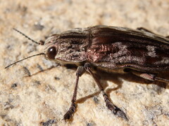 Chalcophora mariana massiliensis