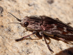 Chalcophora mariana massiliensis