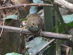 Pnoepyga pusilla