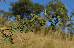 Vachellia bidwillii