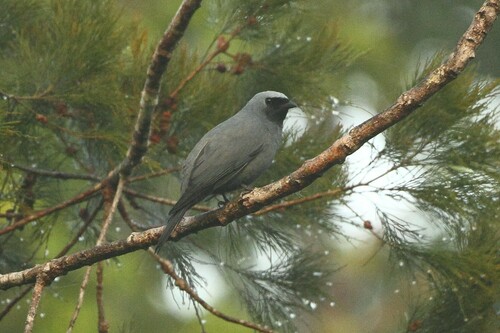 Boyer's Cuckooshrike