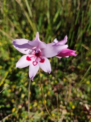Gladiolus carneus