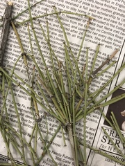 Ephedra viridis