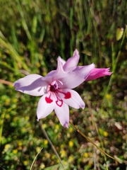 Gladiolus carneus