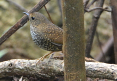 Pnoepyga pusilla
