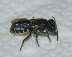 Megachile exilis