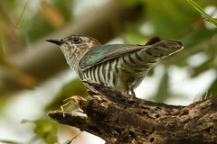 Chrysococcyx lucidus