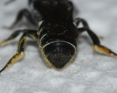 Megachile exilis