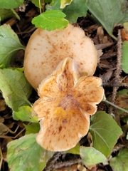 Armillaria mellea