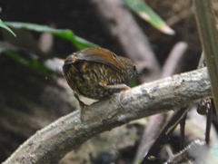 Pnoepyga pusilla