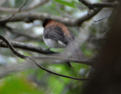 Hemixos castanonotus