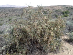 Gloveria integrifolia
