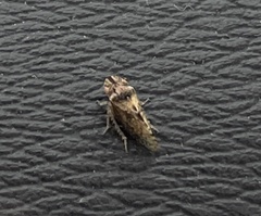 Paraphlepsius collitus