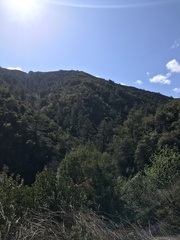 Pseudotsuga macrocarpa