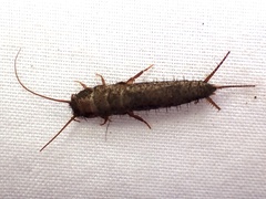 Allacrotelsa spinulata