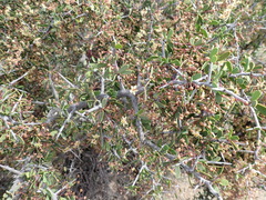 Gloveria integrifolia