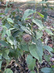 Monarda bradburiana