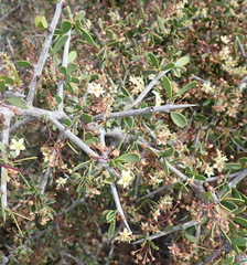 Gloveria integrifolia