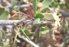 Gloveria integrifolia