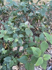 Monarda bradburiana