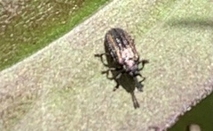 Microrhopala vittata