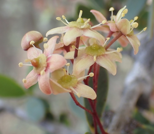 Image of Gloveria integrifolia by (c) Nicola van Berkel, some rights reserved (CC BY-SA)
