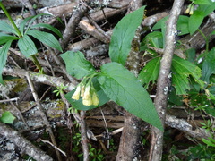 Symphytum tuberosum