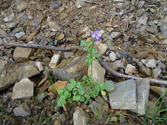 Cardamine raphanifolia