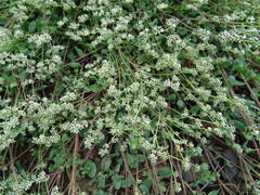 Corrigiola litoralis