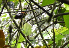 Machaeropterus deliciosus