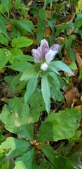 Gentiana villosa