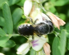 Megachile exilis