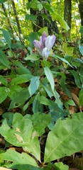 Gentiana villosa