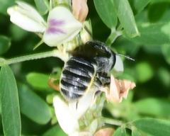 Megachile exilis
