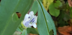 Gentiana villosa