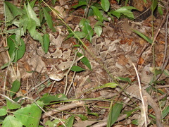 Crotalus tzabcan